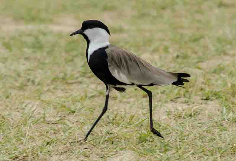 Spur Winged Plover - parque nacional de las cataratas de Murchison - Uganda 1.jpg
